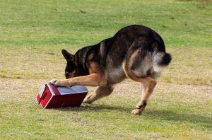 22951743 - working german shepherd dog sniffing a suspecting package for drugs or explosives. note: there is motion blur in all of the dogs legs.
